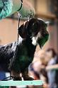 Crufts2011_2 738